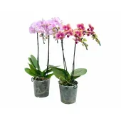 Orquídea Phalaenopsis Cascata 2 Hastes Pote 12